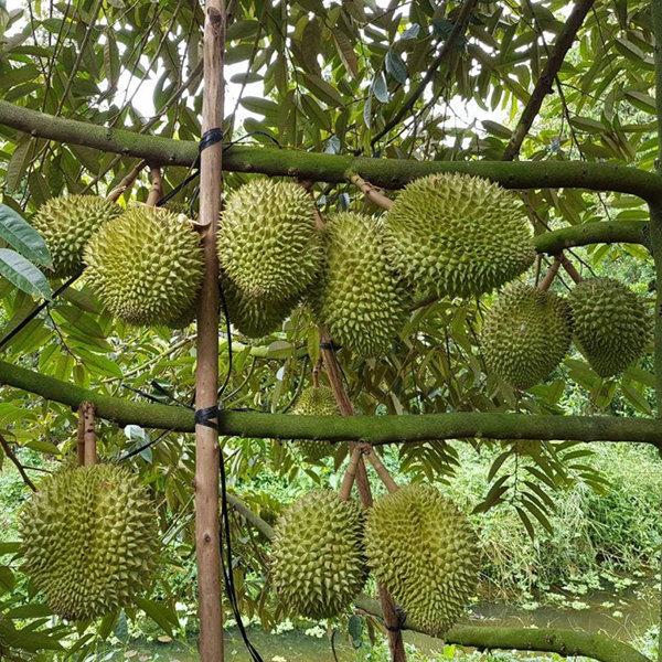 Sầu Riêng Ri6