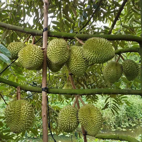Sầu Riêng Ri6