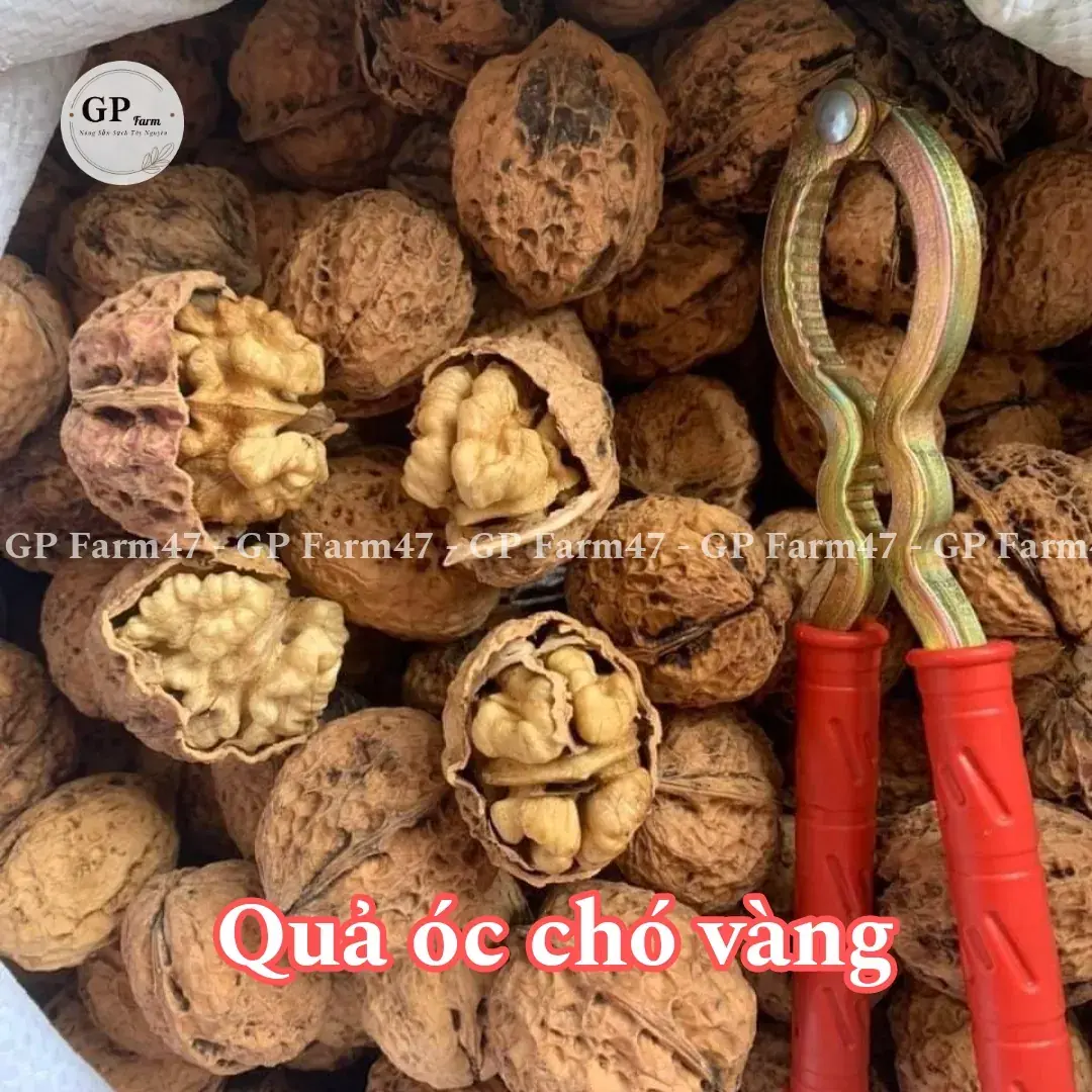 Nhân Óc Chó Vàng